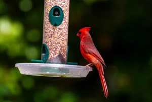 cat-proof-bird-feeding-stations