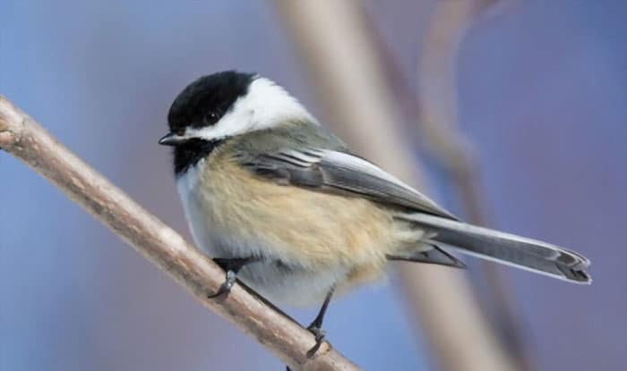 chickadee-bird