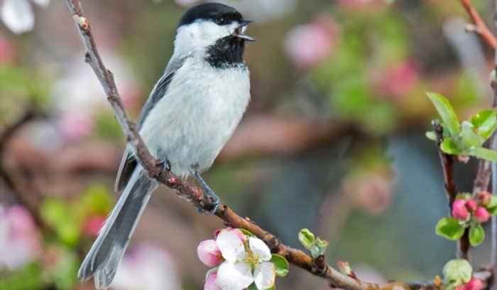 chickadee-maine