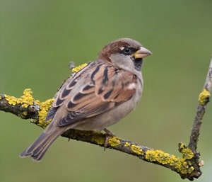 cracked-corn-good-for-birds