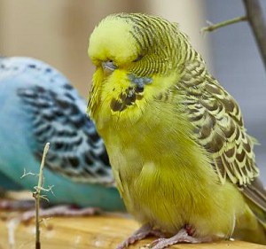 cute parakeets