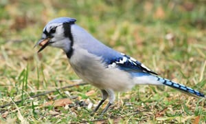 dove-eat-corn