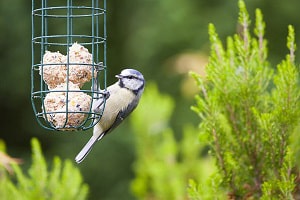 eating-bird-food-oatmeal
