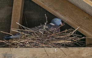 get-rid-of-finches