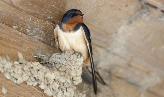 get-rid-of-pigeons-in-a-barn