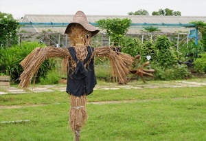 get-rid-of-starlings-in-a-barn