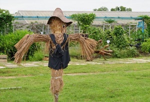 get-rid-of-starlings-in-a-barn