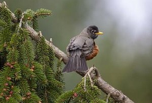 grape-jelly-bird-feeder