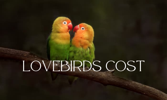 how much do lovebirds cost