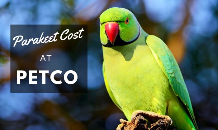 How Much Does a Parakeet Cost at Petco in 2022?