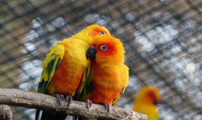 how-much-does-a-talking-parrot-cost