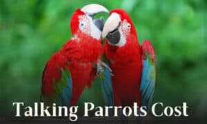 how much does a talking parrot cost