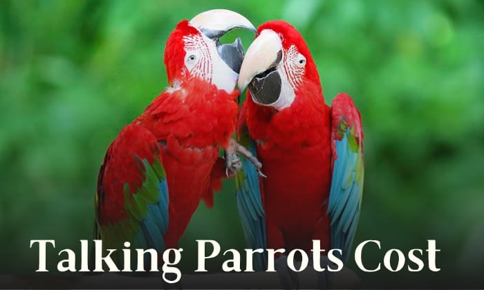 How Much Does a Talking Parrot Cost? (Updated in 2022)