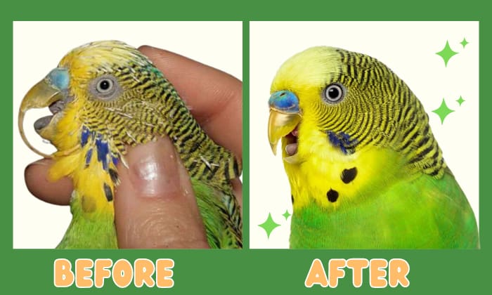 How Much Does It Cost to Trim a Bird Beak? (2024 Updated)