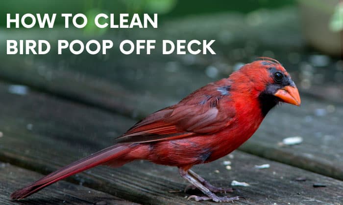 how to clean bird poop off deck