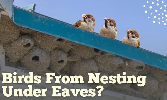 how to deter birds from nesting under eaves