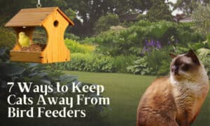 how to keep cats away from bird feeders