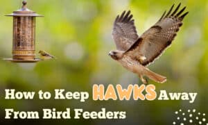 how to keep hawks away from bird feeders