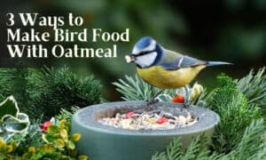 how to make bird food with oatmeal