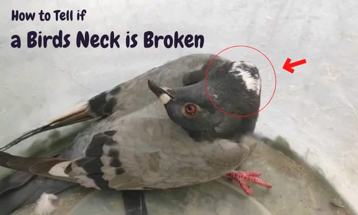 how to tell if a birds neck is broken