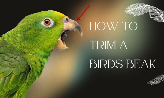 how to trim a bird's beak