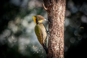 kind-of-birds-eat-ticks