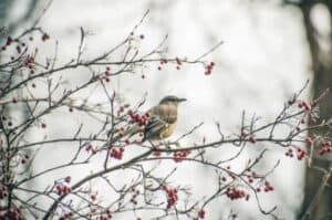 mockingbird-tennessee