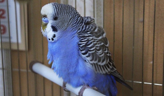 my budgies is puffed up