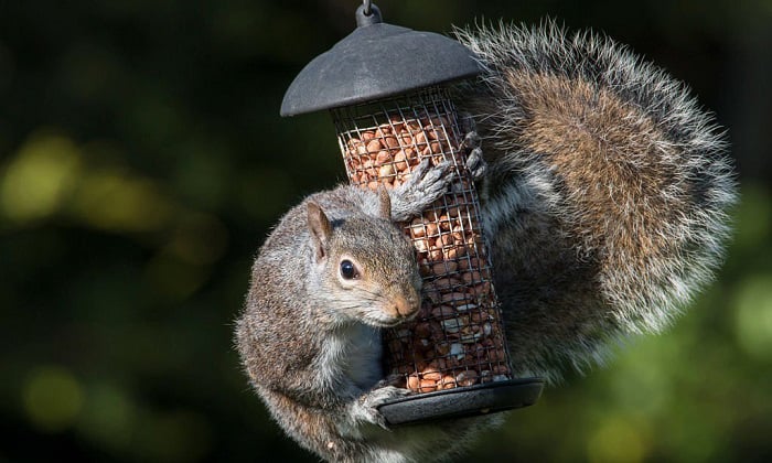 no-birds-at-my-feeder