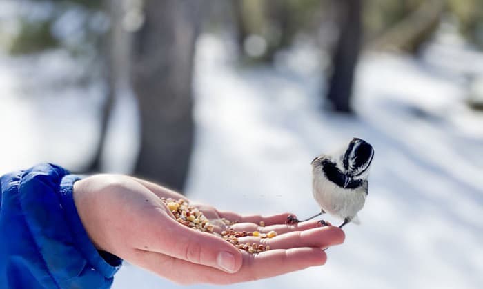 oatmeal-for-bird-food