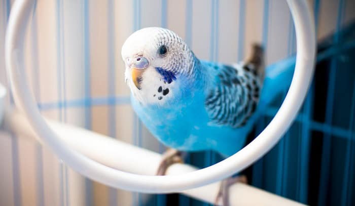 parakeets-for-sale-petco