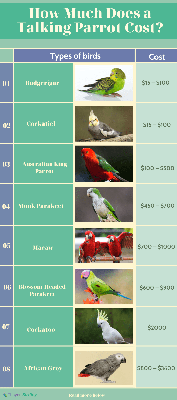 How Much Does a Talking Parrot Cost? (Updated in 2023)