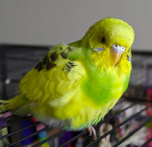 parrot-puffs-up