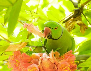 parrots-at-petco