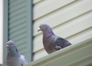 pigeon-poop-disease-symptoms