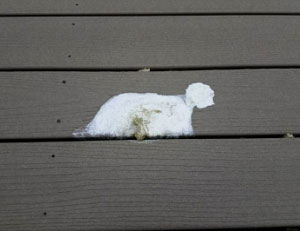 remove-bird-poop-from-painted-deck