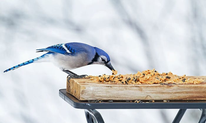 rolled-oats-for-birds