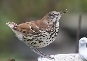 stop-feeding-orioles-grape-jelly