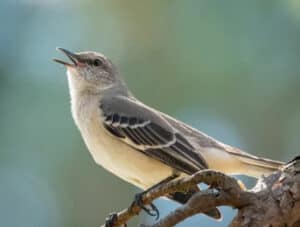 tennessee-state-bird