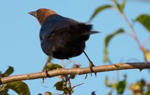 types-of-bird-seed