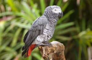types-of-talking-parrot