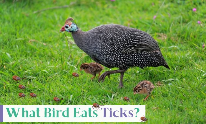 what bird eats ticks