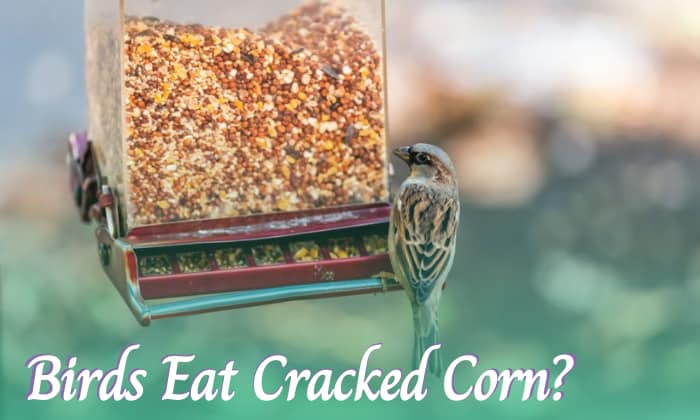 what birds eat cracked corn