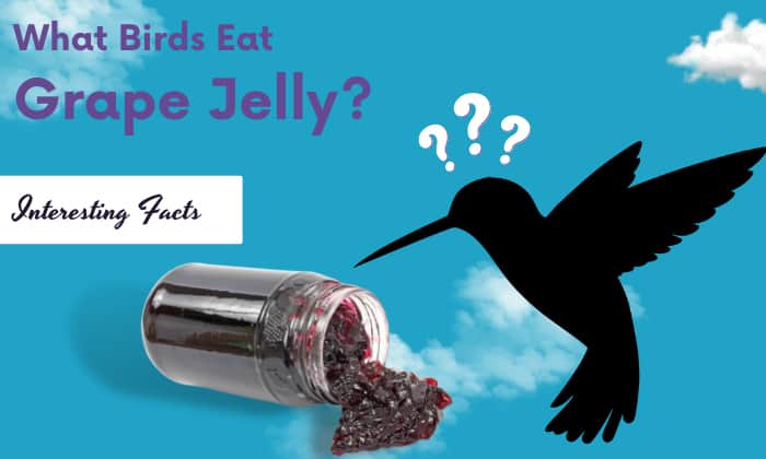 what birds eat grape jelly