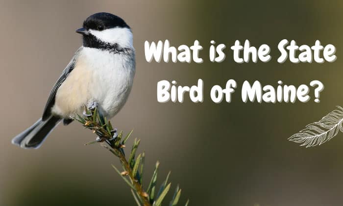 what is the state bird of maine
