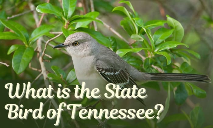 what is the state bird of tennessee