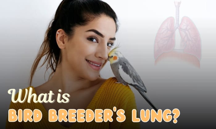 which birds are pigeon breeder's lung primarily contracted from
