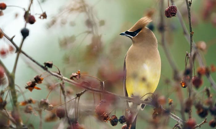 whistling-bird-sounds