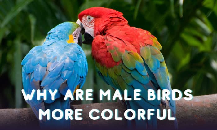 why are male birds more colorful