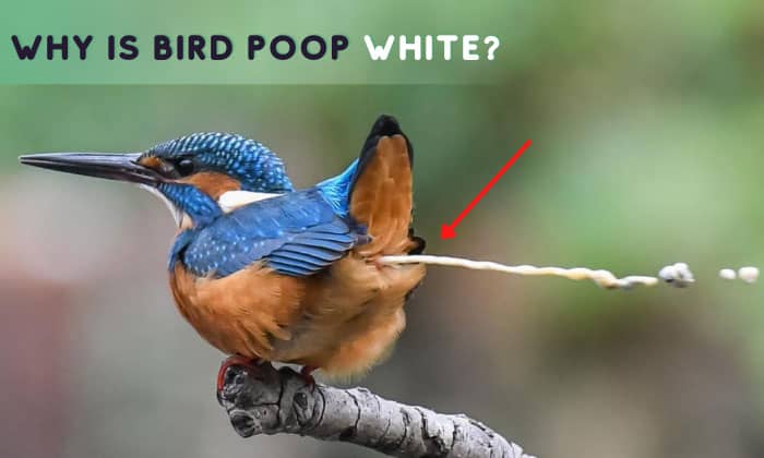 why is bird poop white